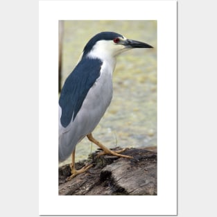 Black Capped Night Heron Posters and Art